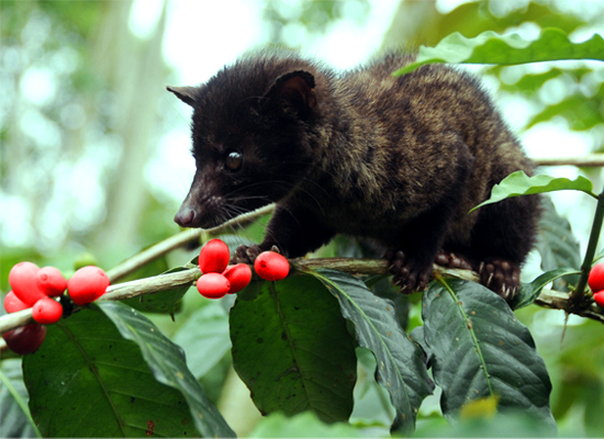 [Historia-Fotos] En busca del cafe mas caro del mundo: Kopi Luwak